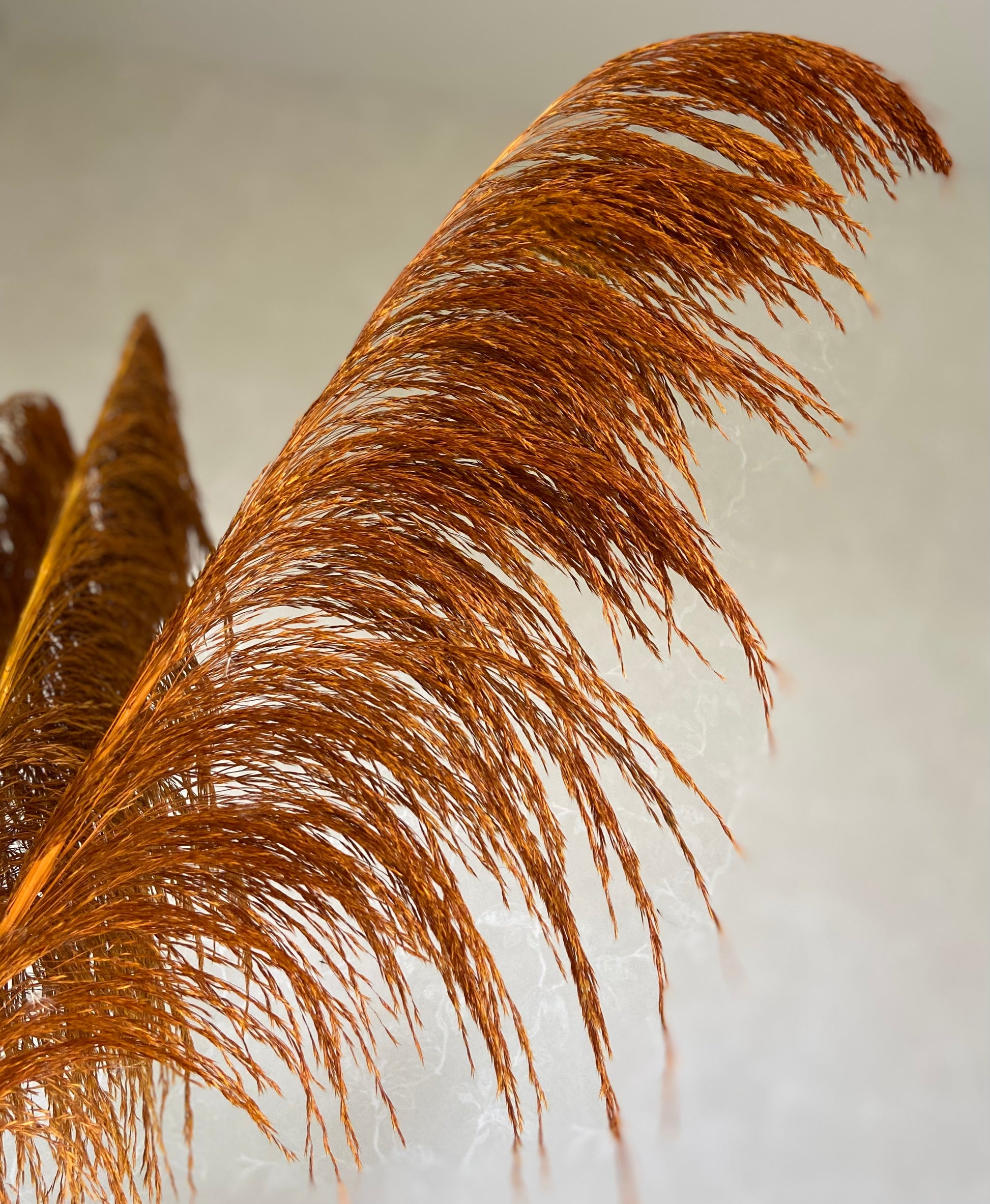 Pampas ’VILDA’ Höst -5pack TORRDECOR