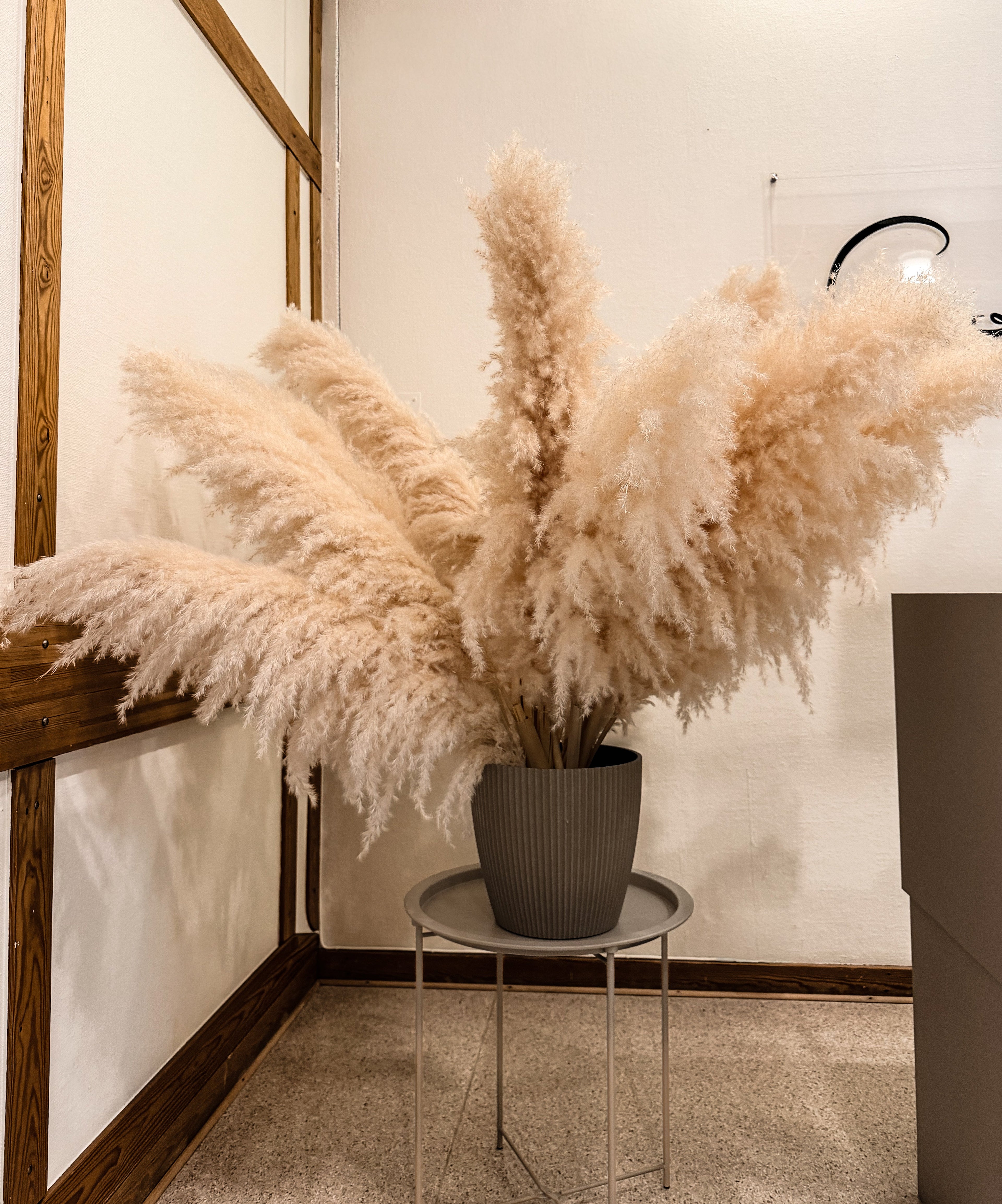 Pampasgräs 110cm TORRDECOR