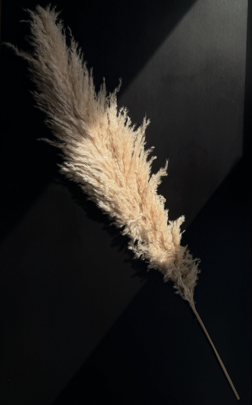 Pampasgräs 110cm TORRDECOR