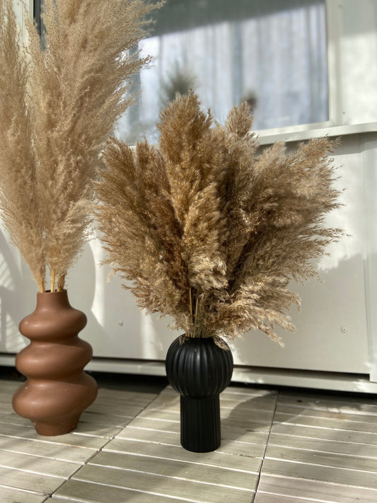 Pampas 60cm (25-pack) - TORRDECOR