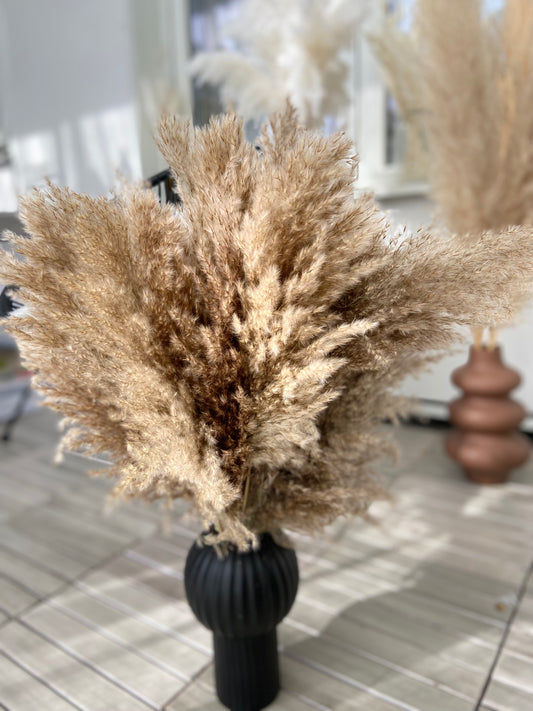 Pampas 60cm (25-pack) - TORRDECOR