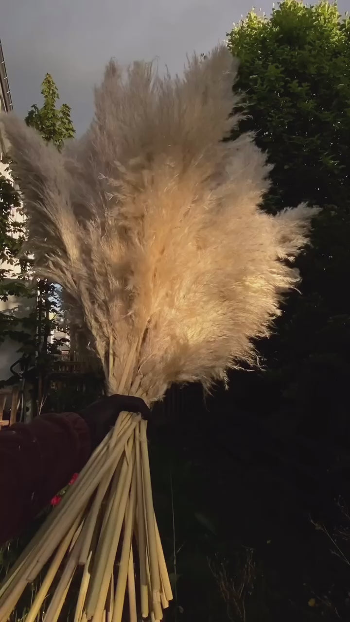 Bunt med beige pampas 110 cm - 120 cm i solnedgången utomhus.