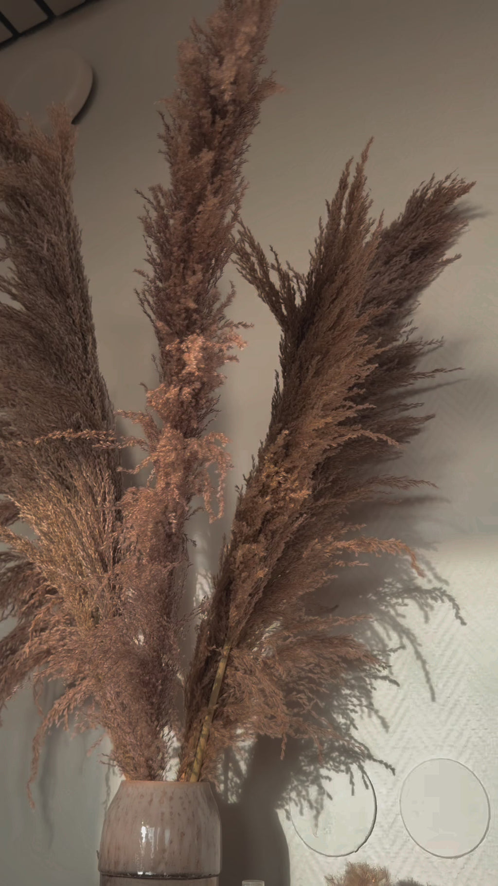 Pampas Grass 'WILD' 110cm
