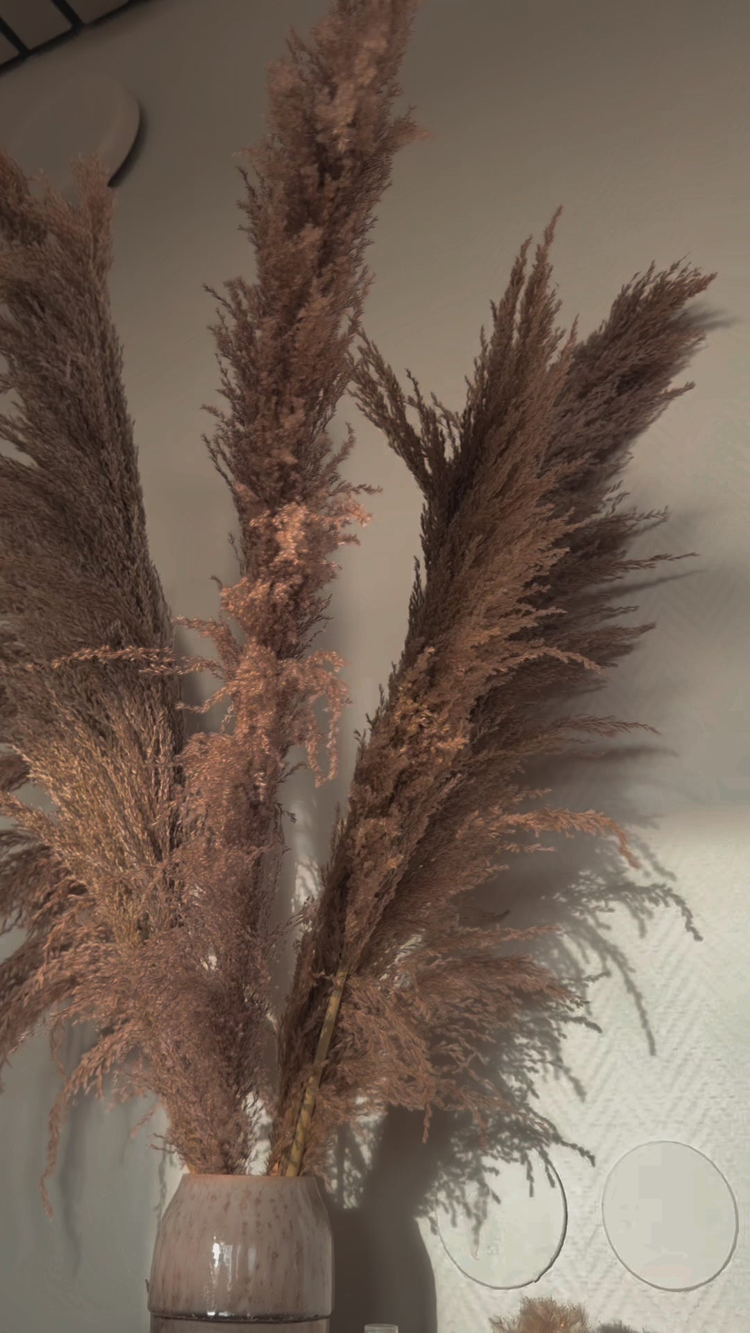 Pampas Grass 'WILD' 110cm